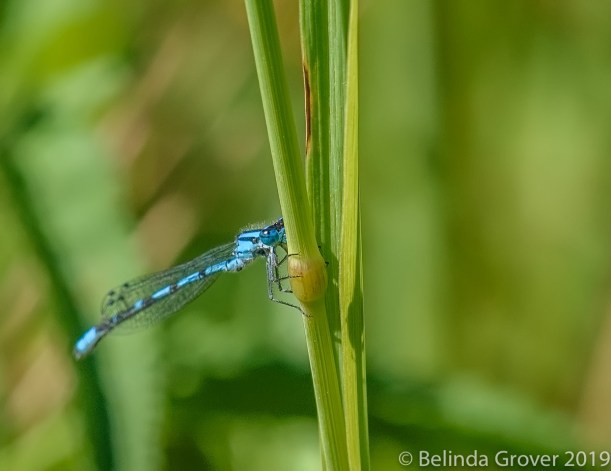 Damselfly