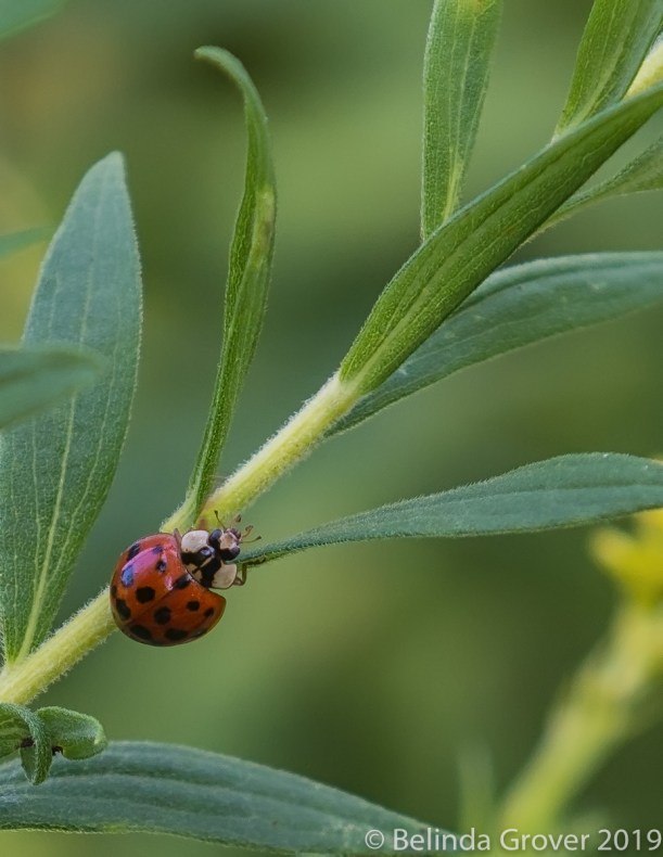 Ladybug-2