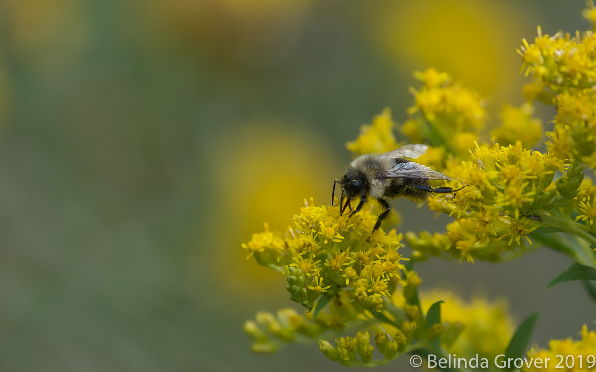 Bees