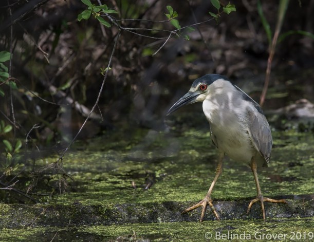 Black-crowned