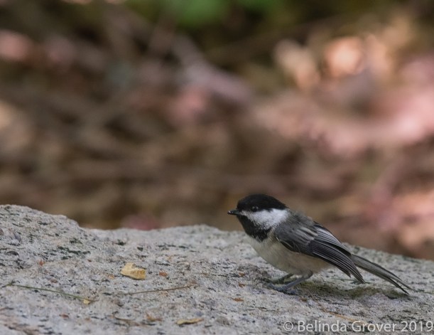 Chickadee 2