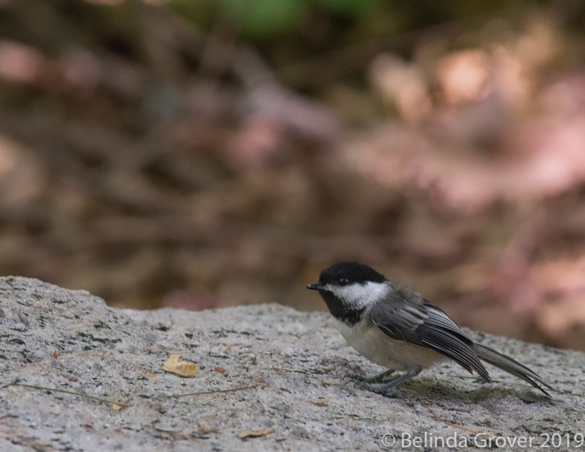 Chickadee 2