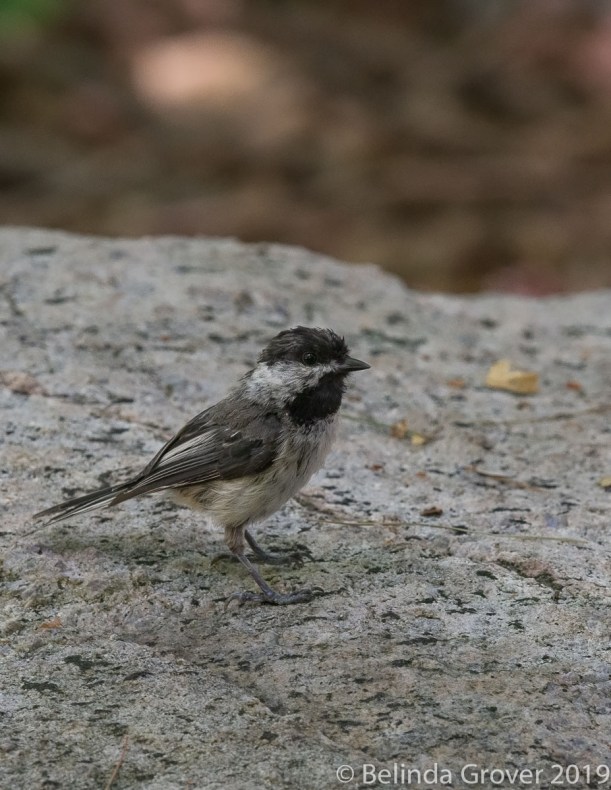 Chickadee
