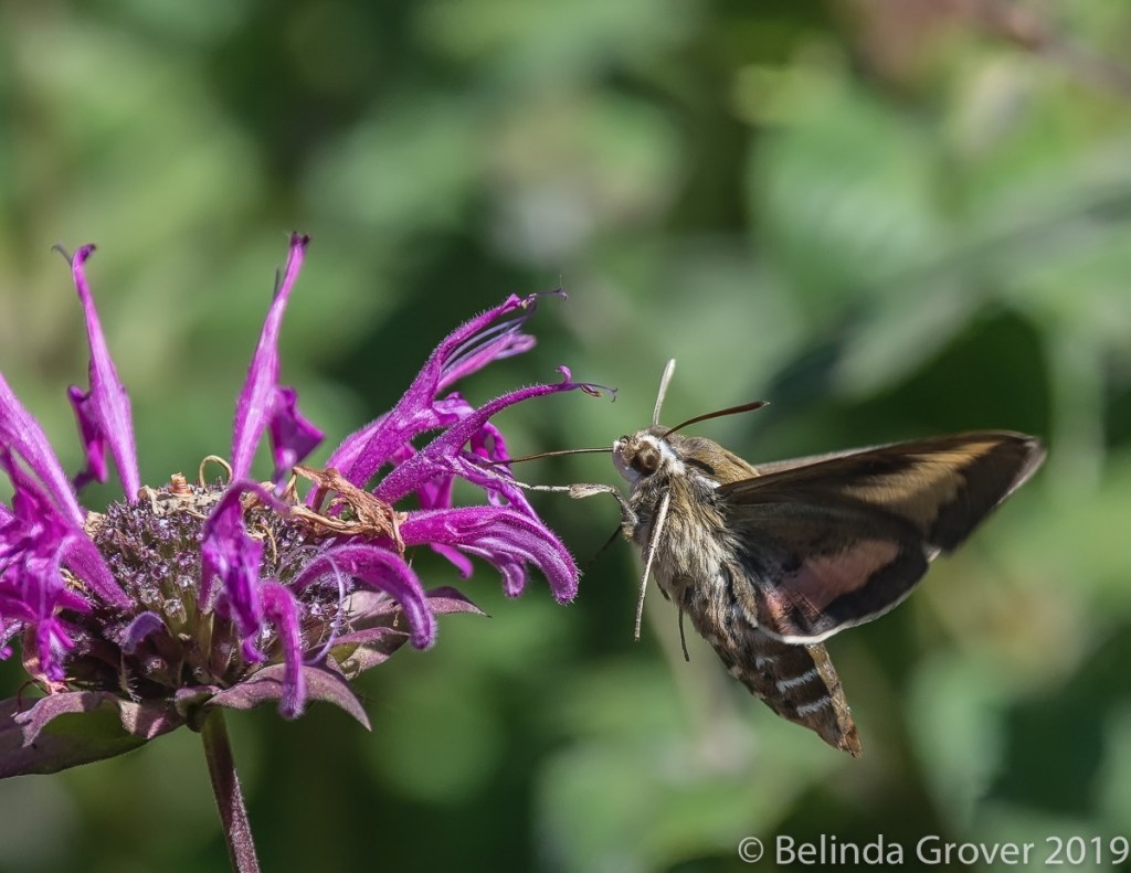 HUMMINGBIRD MOTH | BELINDA GROVER PHOTOGRAPHY