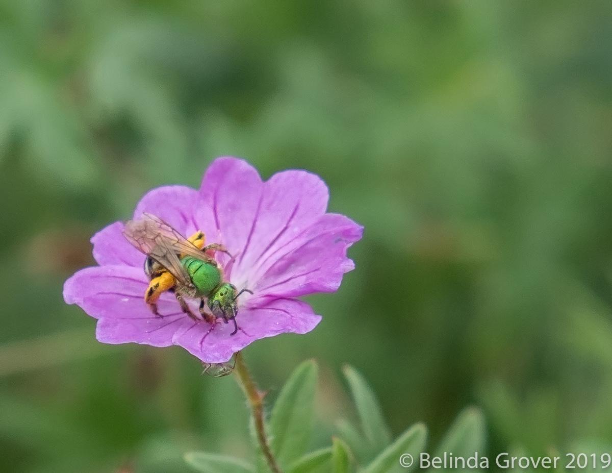 Metallic Fly