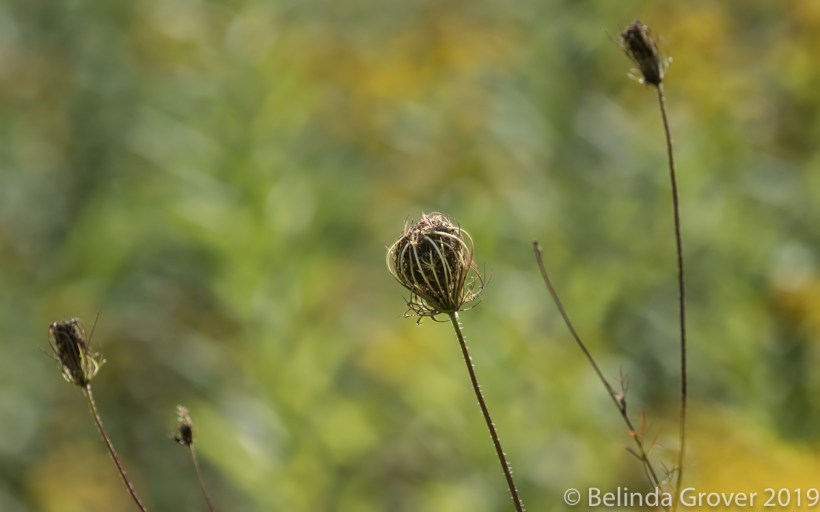 Queen Anne's Lace