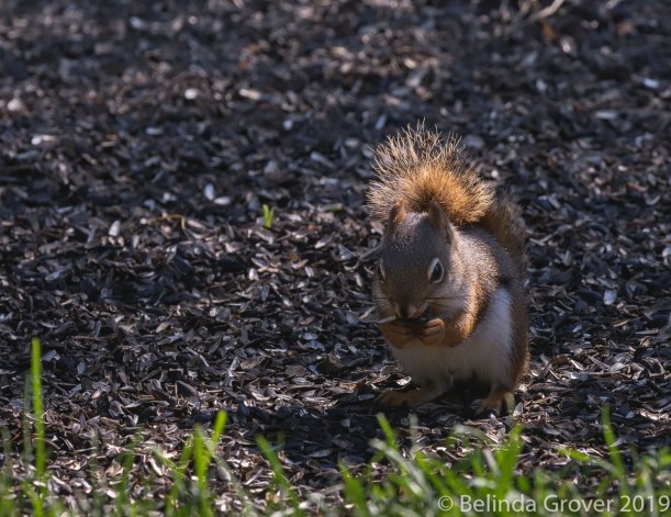 Red Squirrel