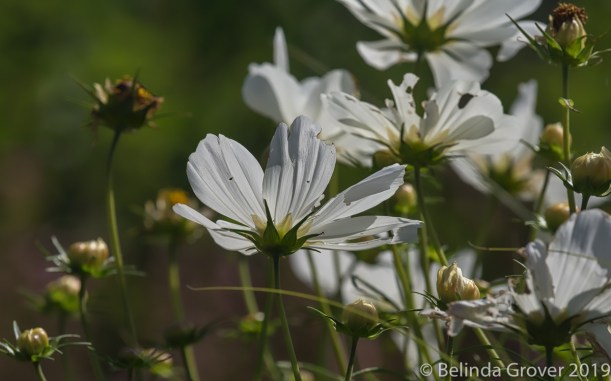 White Flowers