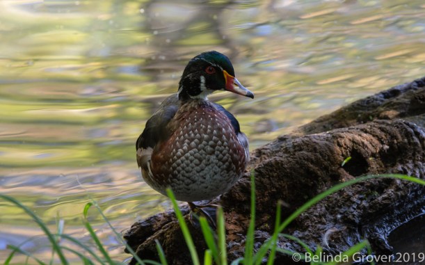 Wood Duck