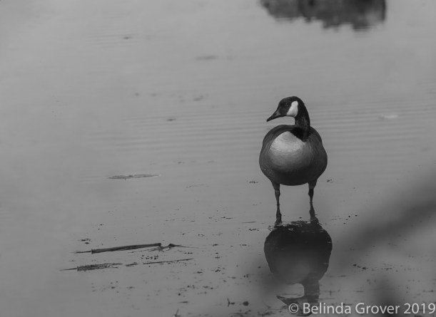 Canada Goose 2