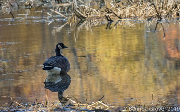Canada Goose