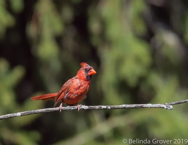 Cardinal 2