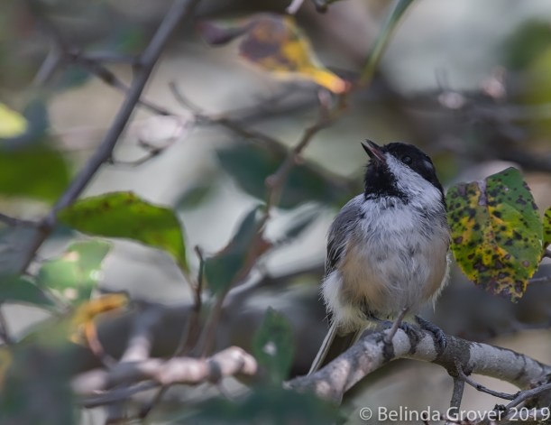 Chickadee 3