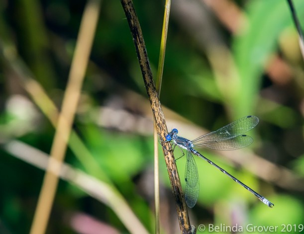 Damselfly