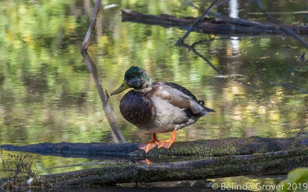 Mallard