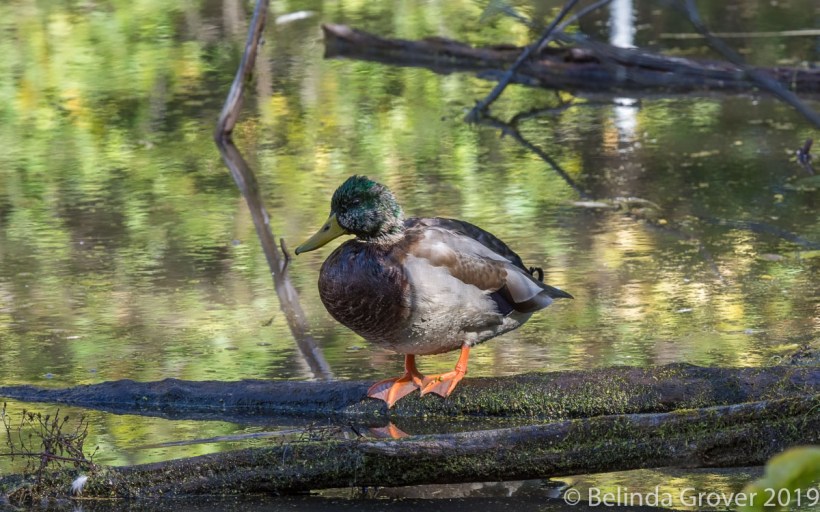 Mallard