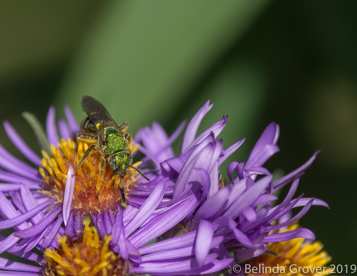 Metallic Bee
