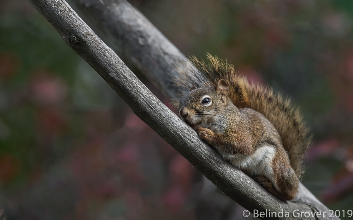 Red Squirrel