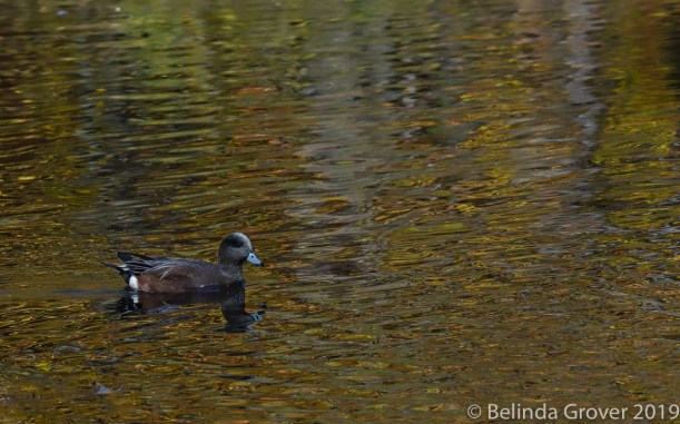 American Wigeon