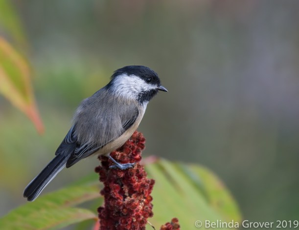 Chickadee