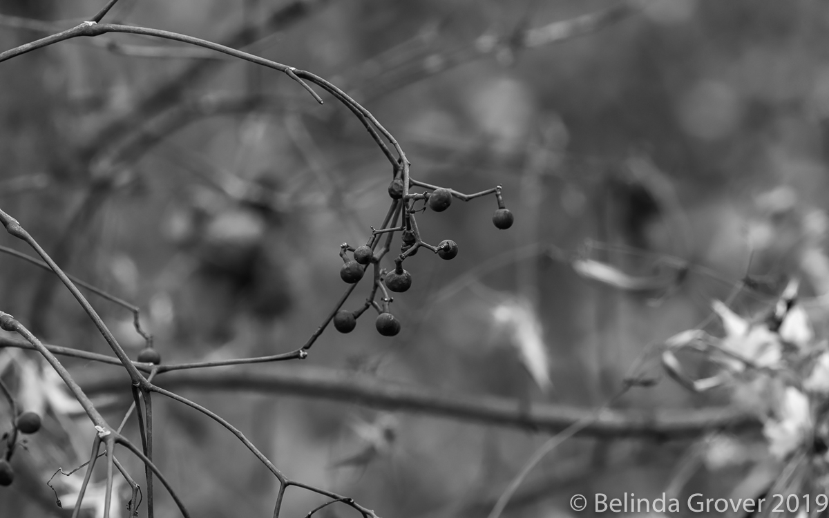 Leaves & Berries-3