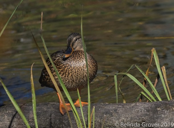 Mallard 2