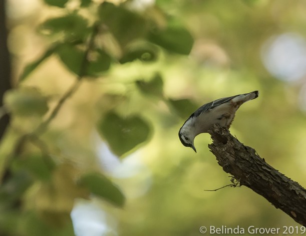 Nuthatch
