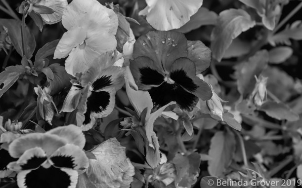 Pansies-2