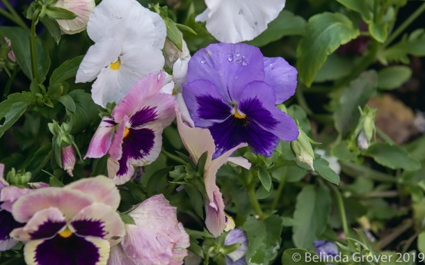 Pansies