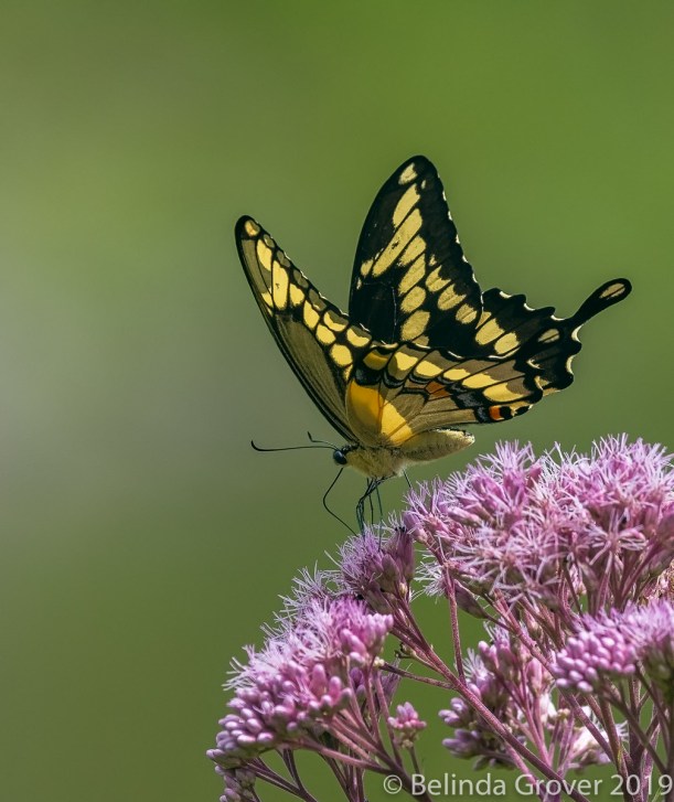 Swallowtail