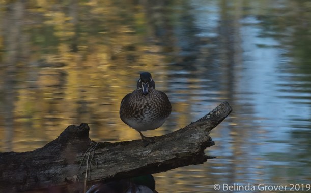 Wood Duck