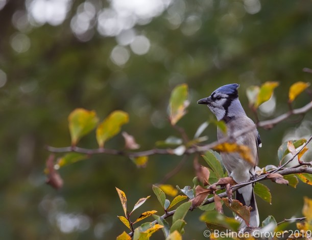 Bluejay
