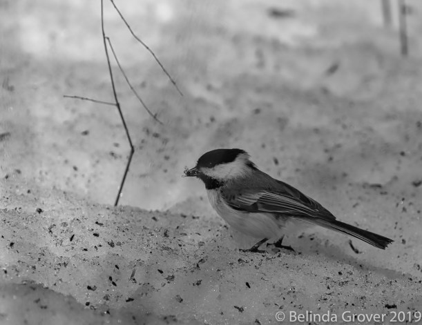 Chickadee