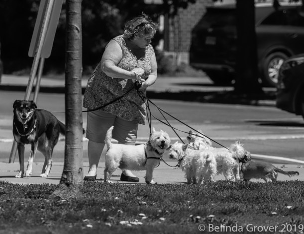 DogWalker-2