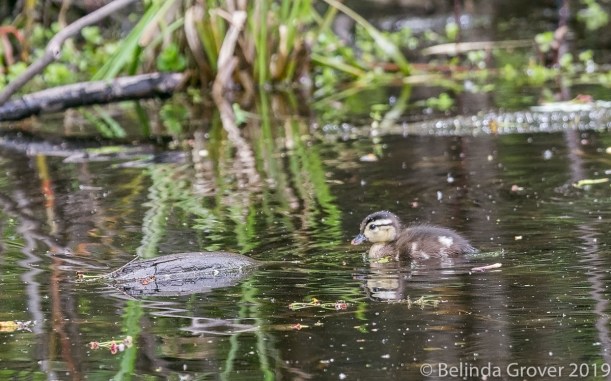Duckling