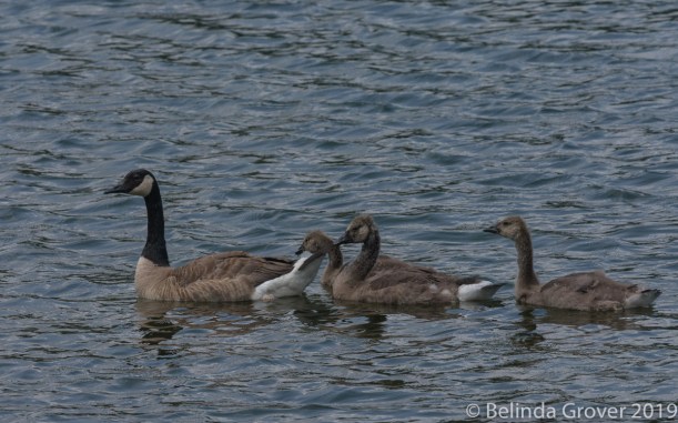 Goslings-2
