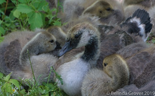 Goslings