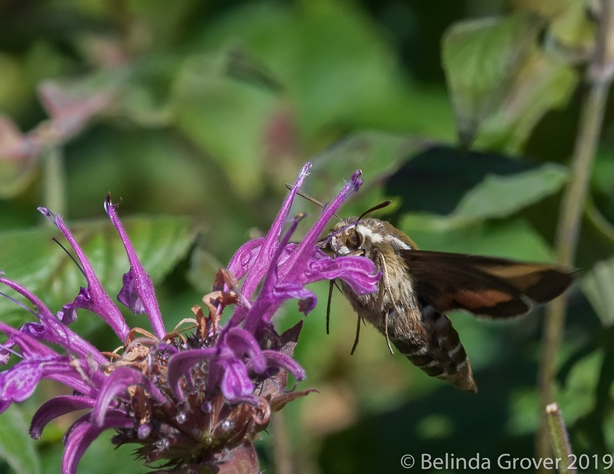 Hummingbird Moth-2