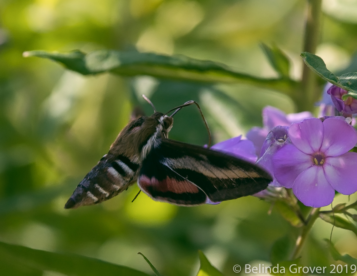 HUMMINGBIRD MOTH (TWO PHOTOGRAPHS) | BELINDA GROVER PHOTOGRAPHY