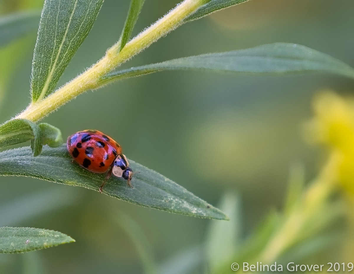 Ladybug