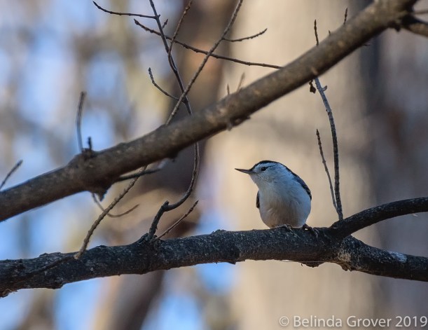 Nuthatch