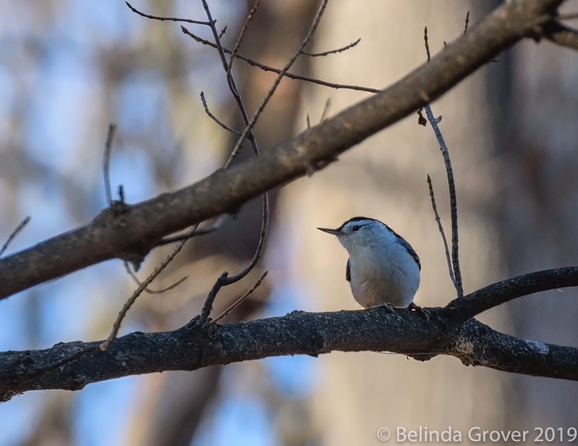 Nuthatch