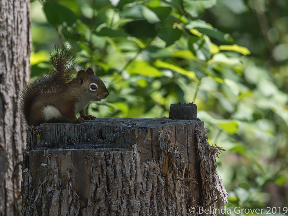 Red Squirrel