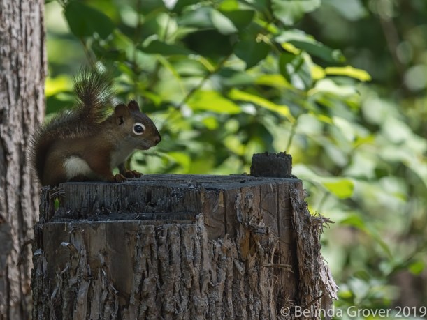 Red Squirrel