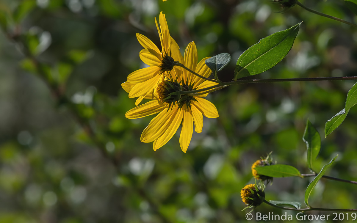 Summer Flowers-2