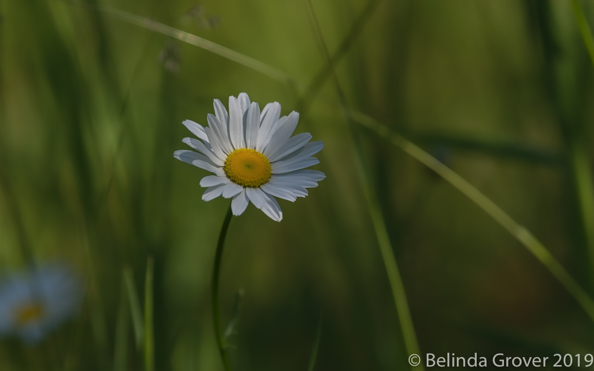 Summer Flowers
