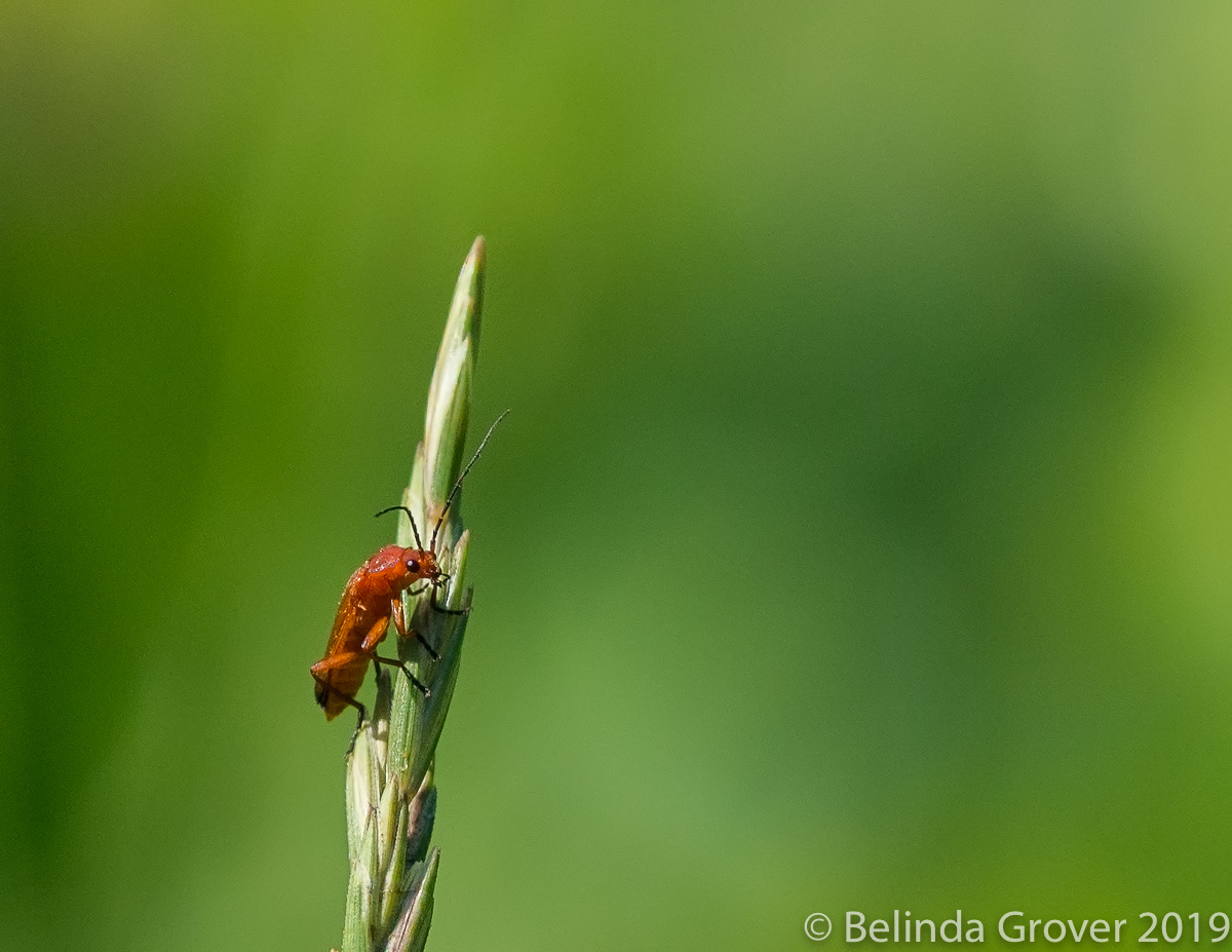 Beetle-2