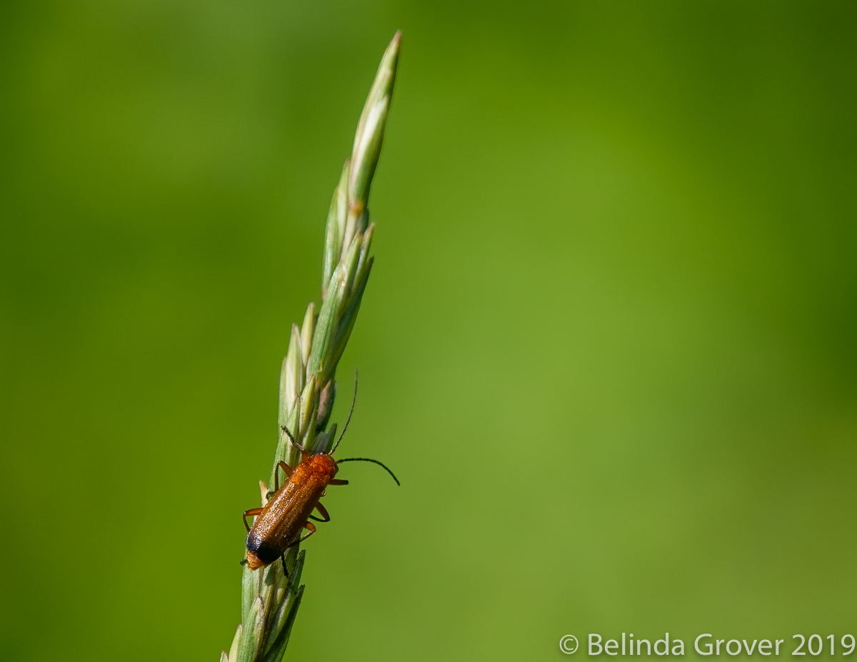 Beetle