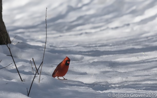 Cardinal in Snow