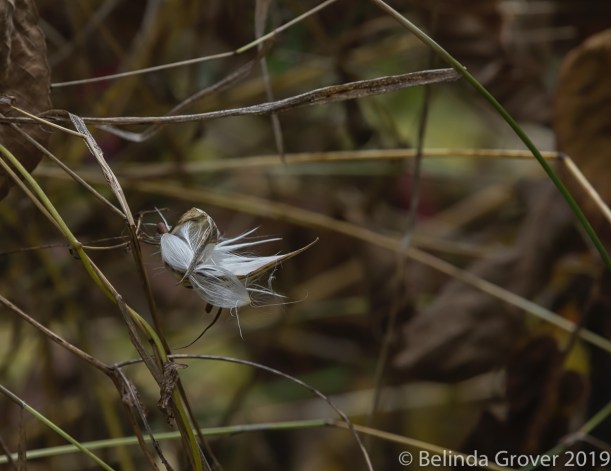 Milkweed